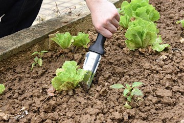 The benefits of gardening for mental health