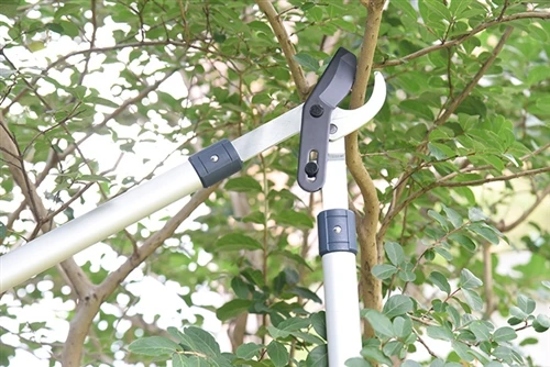 Best Garden Loppers: How To Choose The Right Loppers For Different Pruning Jobs